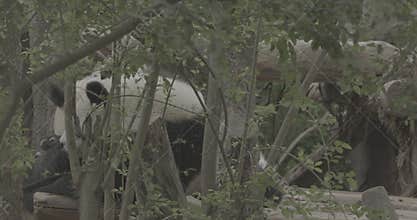 Ungraded C LOG 2, Giant Pandas Friendship. Two Young Pandas Play With Each Other. Bear Or Simply, Is Bear Species