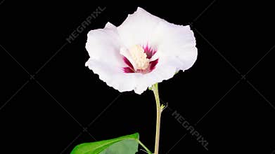 Opening Beautiful White Hibiscus Flower