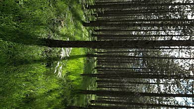 Moving in spring forest with sunshine