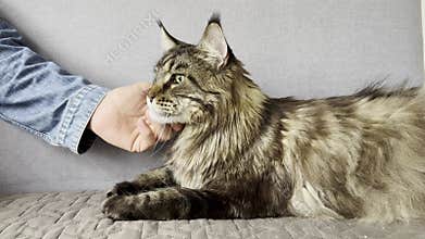 large Maine Coon cat stays low on a couch while