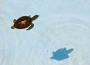 Aquatic turtle
