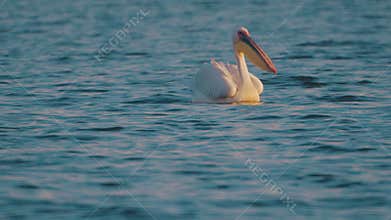 Pelican swims on the water surface