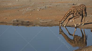 Giraffe drinking at waterhole
