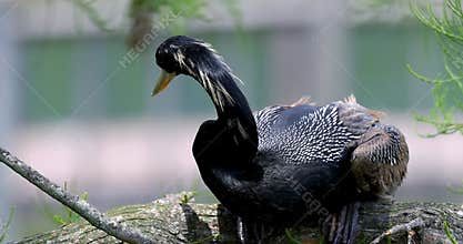 Anhinga bird, also commonly known as the snakebird on the tree branch , close up view