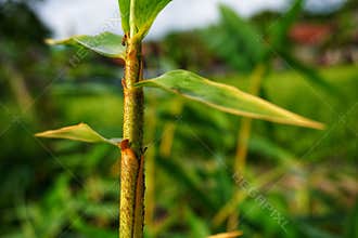 fine hairs of young bamboo