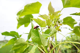 life of a red beetle with black spots exploring the stems and leaves