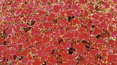 Vibrant Red Coleus Foliage Texture Background