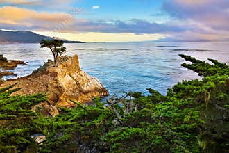 Lone Cypress Tree