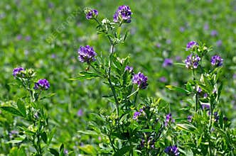 Alfalfa