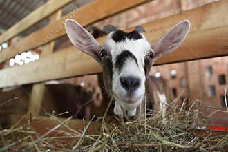 Goats eating hay on the farm