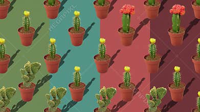 A variety of cacti in terracotta pots on a colorful background
