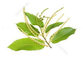 chestnuts branch