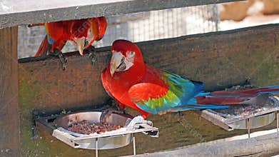Colorful Macaw Parrots (Scarlet Macaws) in Brazil