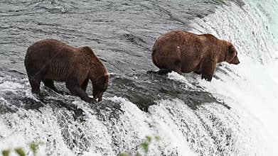 Two adult coastal brown bears catch salmon