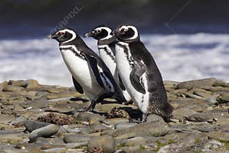 Magellanic Penguins