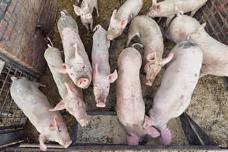 Pigs