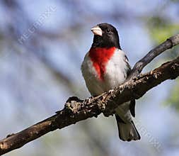 Male Rose-Breasted Grosbeak