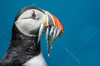 Puffin with Sand Eels