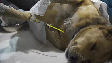 Arms of professional vets sterilizing a dog in veterinary polyclinic. Hands of veterinarians doing operation a pet under general