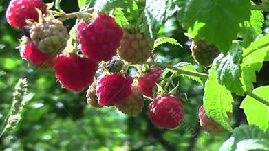 Sweet raspberry on bush