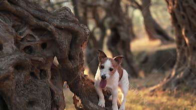 Jack Russell Terrier behind olive tree trunk