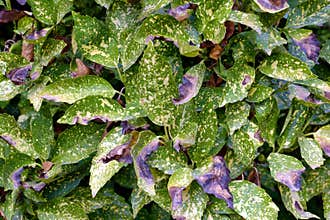 Beautiful patterned leaves with rich green colors in a lush garden