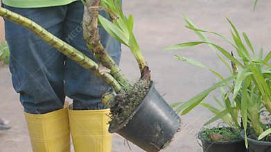 Tips for planting orchids in pots outdoors