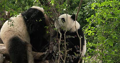 Giant Pandas Play In Slow Motion. Cute Panda Face Close-up View. Bear Or Simply, Is Bear Species Endemic To China. Panda