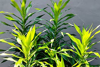 Green suji plants with vibrant leaves grow against