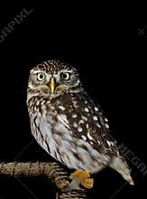 Night Owl