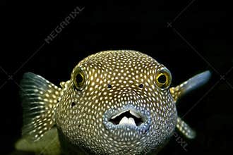 Puffer fish