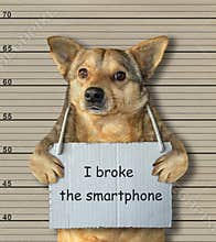 Bad dog broke the smartphone