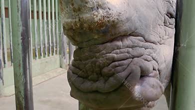 Rhinoceros eats from the hands at the zoo