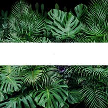 Monstera, fern, and palm leaves tropical foliage plants bush nature backdrop with white frame lay out on dark background