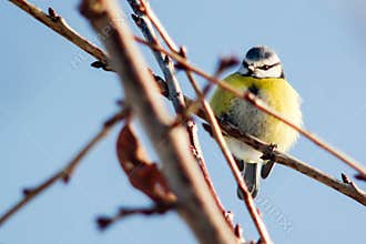 Blue tit on branch
