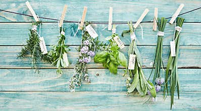 Bunches of assorted fresh green culinary herbs