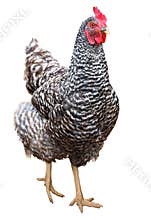 Beautiful chicken hen isolated on white background.