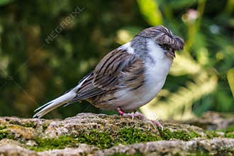Gloster canary Exotic birds and animals in wildlife in natural setting