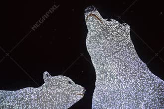 Polar bears illumination