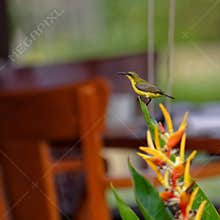 Bali bird and flower