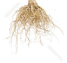 Vector brown roots of tree isolated on white background. Realistic illustration. EPS10