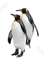 Penguins