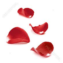 Rose petal
