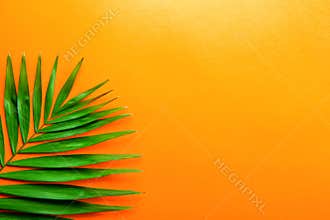 Macro shot of single parlor palm leaf on colorful paper background