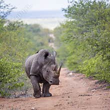 Southern white rhinoceros walking front view in Kruger National park