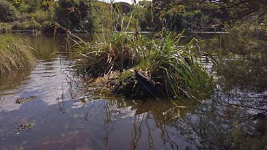 Australasian Swamphen nest, chicks and parent birds