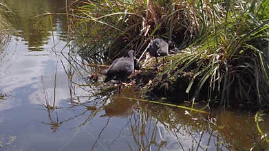 Parent Australasian swamphen bringing food to nest