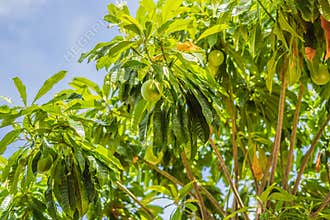 Bael fruit wooden apple on the tree