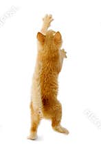 Standing kitten