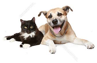 portrait of a cat and dog